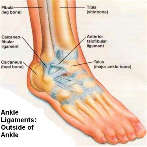 anterior talofibular ligament insertion